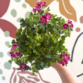 Pelargonium 'Angel Parfum Nova' - Sprouts of Bristol