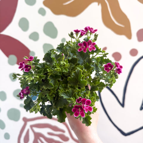 Pelargonium 'Angel Parfum Nova' - Sprouts of Bristol