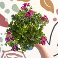 Pelargonium 'Angel Parfum Nova' - Sprouts of Bristol