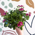 Pelargonium 'Angel Parfum Nova' - Sprouts of Bristol