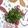 Pelargonium 'Angel Parfum Nova' - Sprouts of Bristol