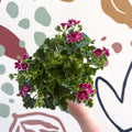 Pelargonium 'Angel Parfum Nova' - Sprouts of Bristol