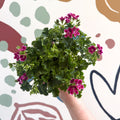 Pelargonium 'Angel Parfum Nova' - Sprouts of Bristol