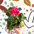 Pelargonium 'Castello Dm Claire Rose Red Eye' - Bedding Geranium - Sprouts of Bristol