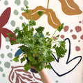 Pelargonium crispum – Lemon - Scented Geranium - Sprouts of Bristol