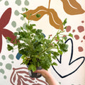 Pelargonium crispum – Lemon - Scented Geranium - Sprouts of Bristol
