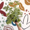 Pelargonium crispum ‘Variegatum’ – Mint Scented Geranium - Sprouts of Bristol