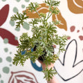 Pelargonium crispum ‘Variegatum’ – Mint Scented Geranium - Sprouts of Bristol