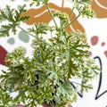 Pelargonium crispum ‘Variegatum’ – Mint Scented Geranium - Sprouts of Bristol