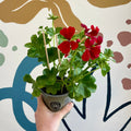 Pelargonium peltatum 'Dark Red' - Ivy Leaved Geranium - Sprouts of Bristol