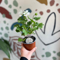 Pelargonium zonale 'Classic Pure White' - British Grown - Sprouts of Bristol