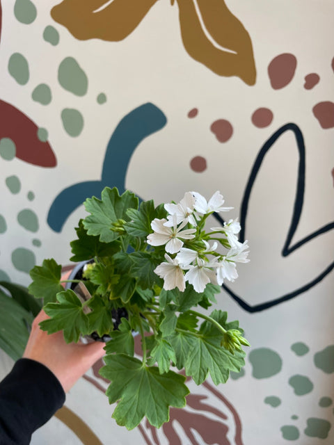 Pelargonium zonale 'Classic Pure White' - British Grown - Sprouts of Bristol