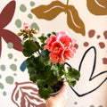 Pelargonium zonale 'Montevideo' - Bedding Geranium - Sprouts of Bristol