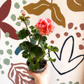 Pelargonium zonale 'Montevideo' - Bedding Geranium - Sprouts of Bristol