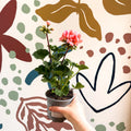 Pelargonium zonale 'Montevideo' - Bedding Geranium - Sprouts of Bristol