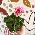 Pelargonium zonale 'Toscana Sil Linus' - Bedding Geranium - Sprouts of Bristol