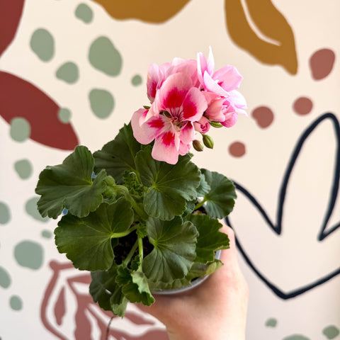 Pelargonium zonale 'Toscana Sil Linus' - Bedding Geranium - Sprouts of Bristol