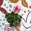 Pelargonium zonale 'Toscana Sil Linus' - Bedding Geranium - Sprouts of Bristol
