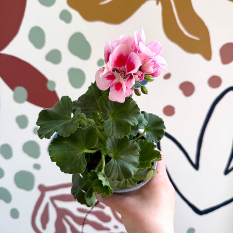 Pelargonium zonale 'Toscana Sil Linus' - Bedding Geranium - Sprouts of Bristol