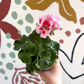 Pelargonium zonale 'Toscana Sil Linus' - Bedding Geranium - Sprouts of Bristol