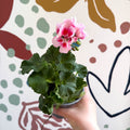 Pelargonium zonale 'Toscana Sil Linus' - Bedding Geranium - Sprouts of Bristol