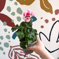 Pelargonium zonale 'Toscana Sil Linus' - Bedding Geranium - Sprouts of Bristol