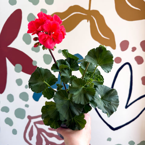 Pelargonium zonale 'Toscana Sil Lisa' - Bedding Geranium - Sprouts of Bristol