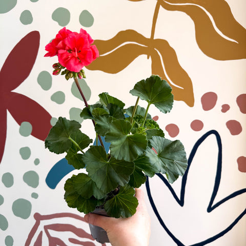 Pelargonium zonale 'Toscana Sil Lisa' - Bedding Geranium - Sprouts of Bristol