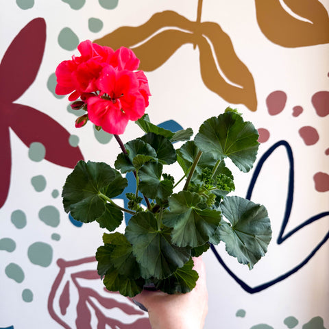 Pelargonium zonale 'Toscana Sil Lisa' - Bedding Geranium - Sprouts of Bristol