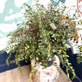 Pellaea rotundifolia - Button Fern - Sprouts of Bristol