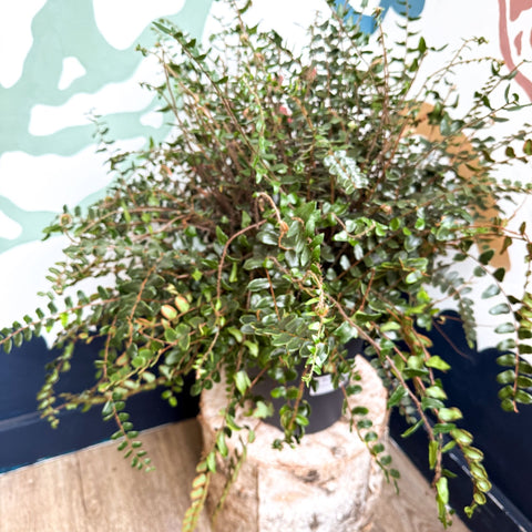 Pellaea rotundifolia - Button Fern - Sprouts of Bristol