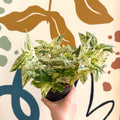 Pellionia repens ‘Variegata’ – Variegated Watermelon Begonia - Sprouts of Bristol