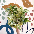 Pellionia repens ‘Variegata’ – Variegated Watermelon Begonia - Sprouts of Bristol