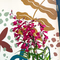 Penstemon 'Garnet' - Beard Tongue [British Grown Perennial] - Sprouts of Bristol