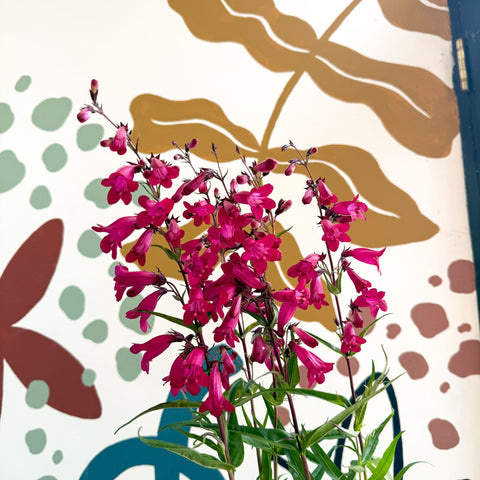 Penstemon 'Garnet' - Beard Tongue [British Grown Perennial] - Sprouts of Bristol