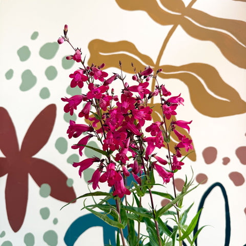 Penstemon 'Garnet' - Beard Tongue [British Grown Perennial] - Sprouts of Bristol
