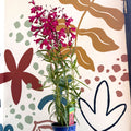 Penstemon 'Garnet' - Beard Tongue [British Grown Perennial] - Sprouts of Bristol