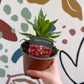 Penstemon hartwegii 'Polaris Red' - Scarlet Beard Tongue - British Grown Perennial - Sprouts of Bristol