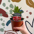 Penstemon hartwegii 'Polaris Red' - Scarlet Beard Tongue - British Grown Perennial - Sprouts of Bristol
