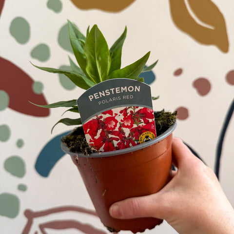 Penstemon hartwegii 'Polaris Red' - Scarlet Beard Tongue - British Grown Perennial - Sprouts of Bristol