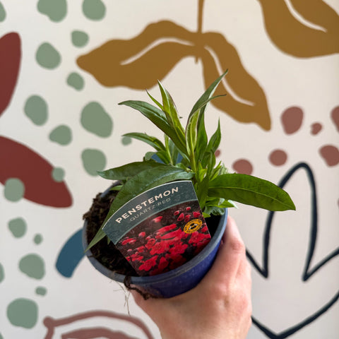 Penstemon 'Quartz Red' - Beard Tongue [British Grown Perennial] - Sprouts of Bristol