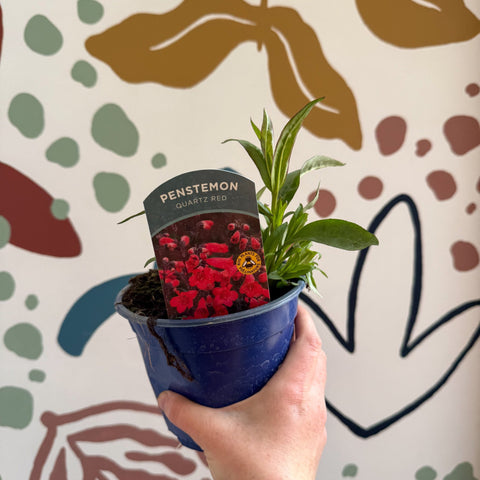 Penstemon 'Quartz Red' - Beard Tongue [British Grown Perennial] - Sprouts of Bristol
