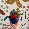 Penstemon 'Quartz Red' - Beard Tongue [British Grown Perennial] - Sprouts of Bristol