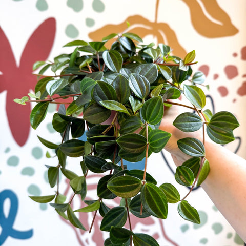 Peperomia angulata ‘Rocca Scuro’ - Dark Green Beetle Radiator Plant - Sprouts of Bristol