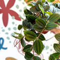 Peperomia angulata ‘Rocca Scuro’ - Dark Green Beetle Radiator Plant - Sprouts of Bristol