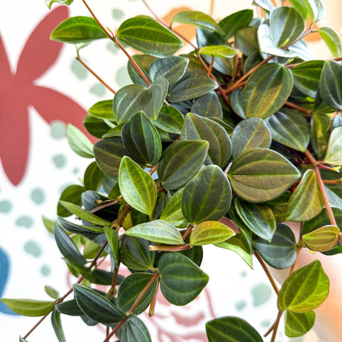 Peperomia angulata ‘Rocca Scuro’ - Dark Green Beetle Radiator Plant - Sprouts of Bristol