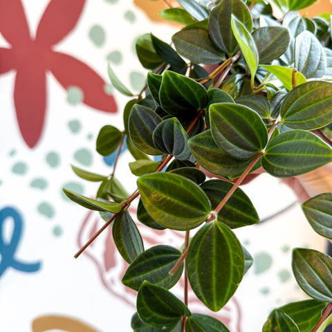 Peperomia angulata ‘Rocca Scuro’ - Dark Green Beetle Radiator Plant - Sprouts of Bristol