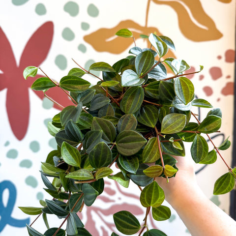 Peperomia angulata ‘Rocca Scuro’ - Dark Green Beetle Radiator Plant - Sprouts of Bristol