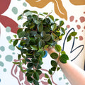 Peperomia angulata ‘Rocca Scuro’ - Dark Green Beetle Radiator Plant - Sprouts of Bristol