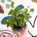 Peperomia angulata 'Rocca Vivace' - Sprouts of Bristol